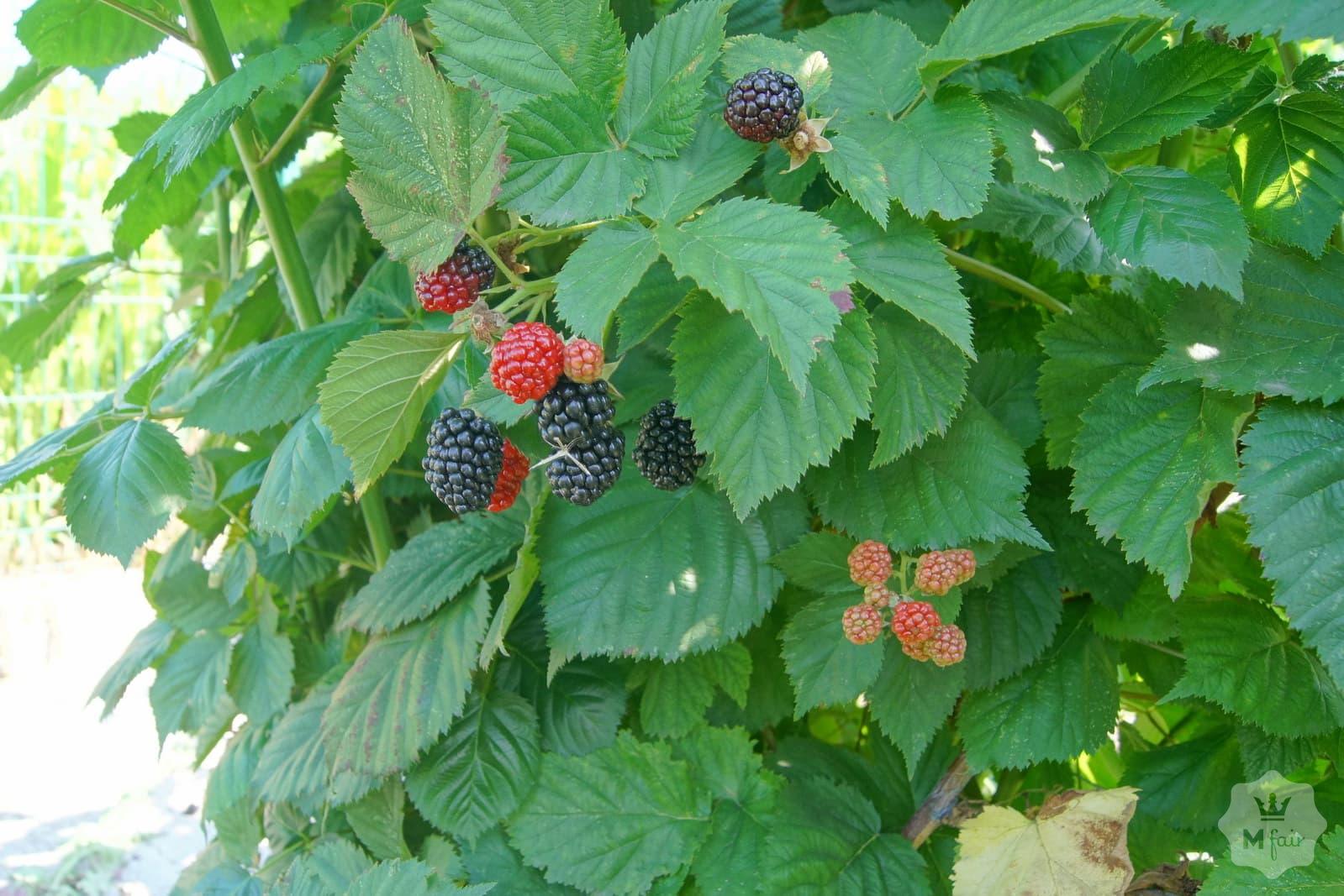 Продажа усадьбы под Киевом на берегу реки в с. Германовка