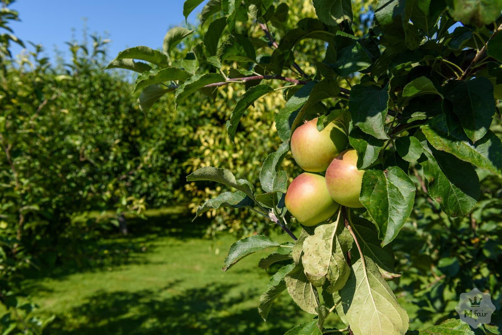 Продажа усадьбы под Киевом на берегу реки в с. Германовка