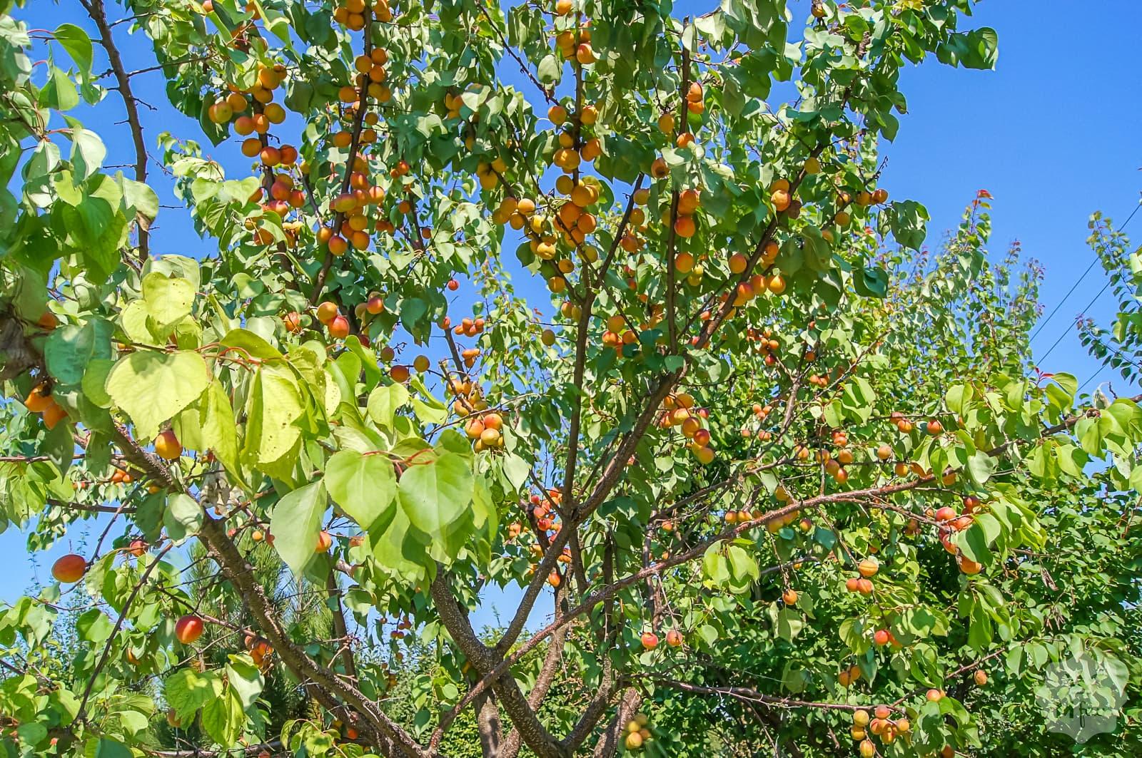 Продажа усадьбы под Киевом на берегу реки в с. Германовка