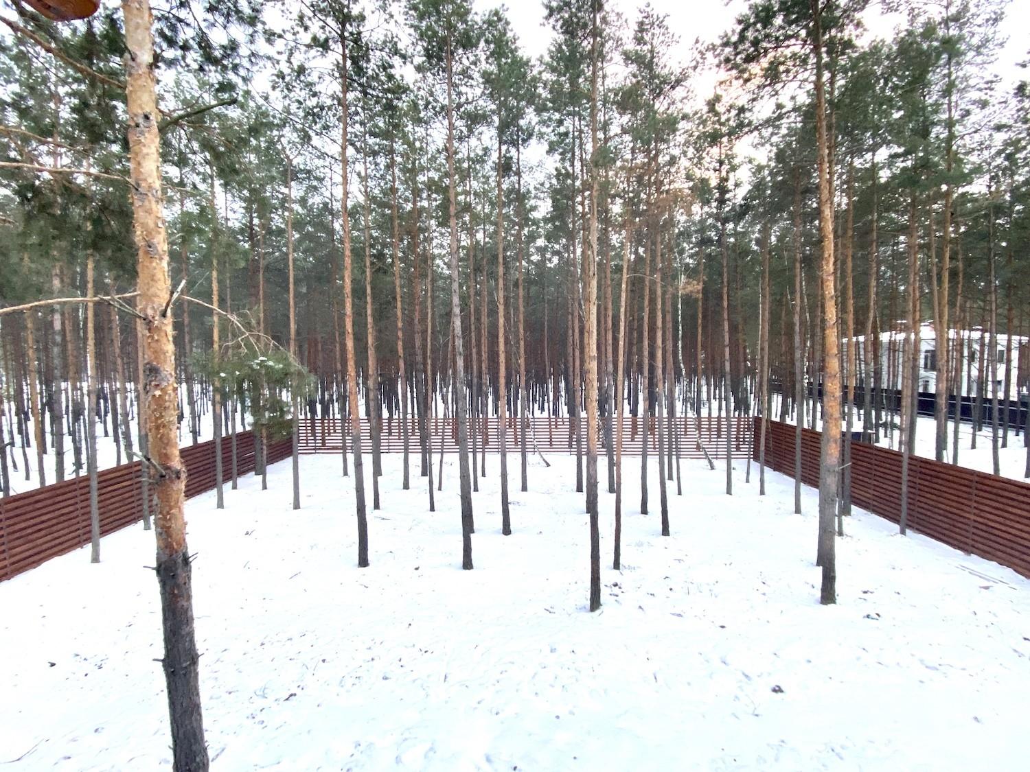 Продажа дома из сруба с сосновым лесом в пригороде Киева